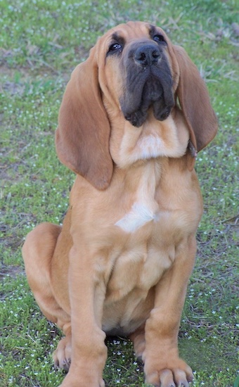 Close Up - Abby the Bloodhound puppy sitting outside with its head held high