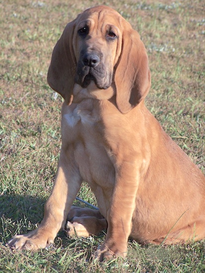 Abby the Bloodhound puppy sitting outside