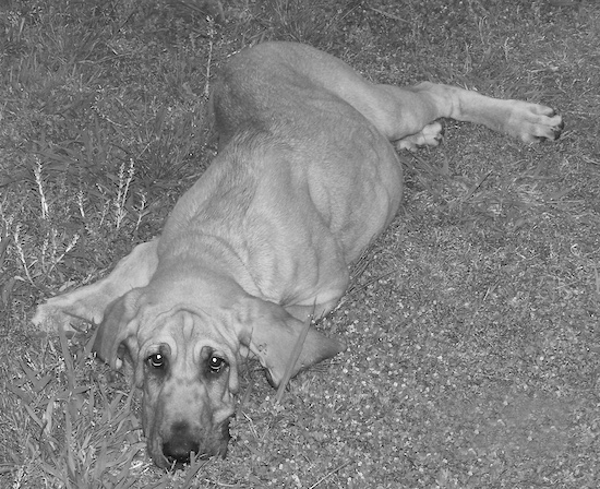 Black and White photo of Abby the Bloodhound puppy laying outside