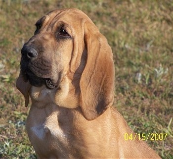 Close Up - Abby the Bloodhound puppy looking into the distance