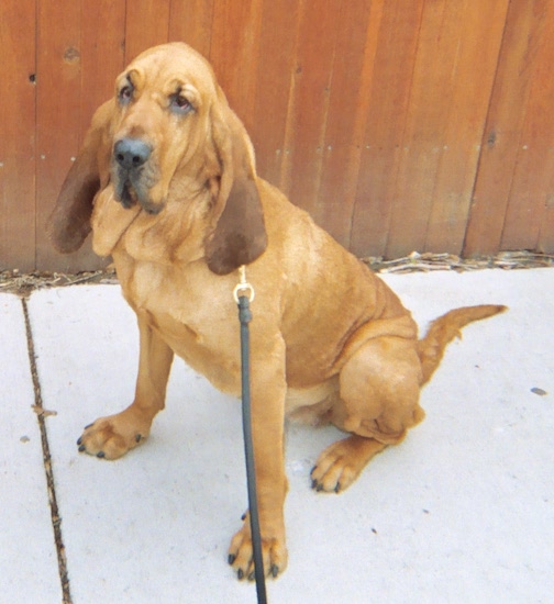 The front left side of a red Bloodhound that is sitting across a concrete street.