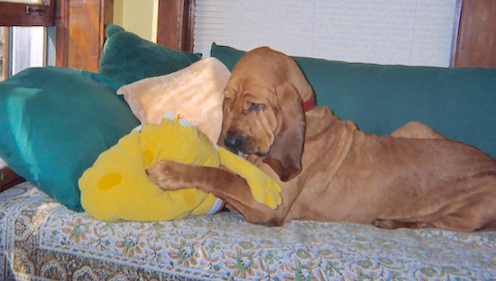 The left side of a red Bloodhound that is sleeping on a couch with a large plush spongebob squarepants doll in between its front paws.