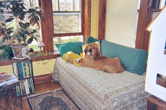 The back left side of a red Bloodhound that is laying on a day bed. There is a plush spongebob squarepants doll that has bite marks all over in front of it.
