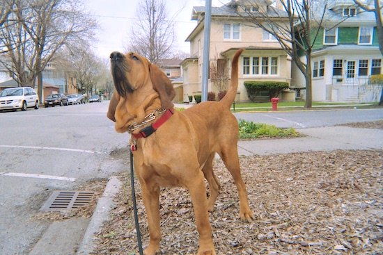 The front left side of a red Bloodhound that is standing in the grass near a sidewalk, it is looking up and there are houses behind it.