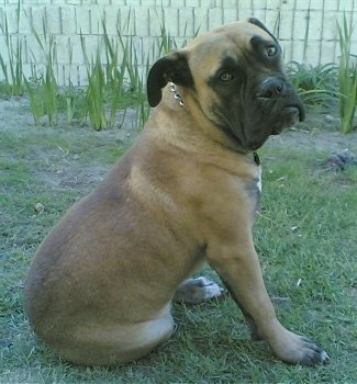 Keano the Boerboel sitting to the left, but looking over its shoulder to the camera holder