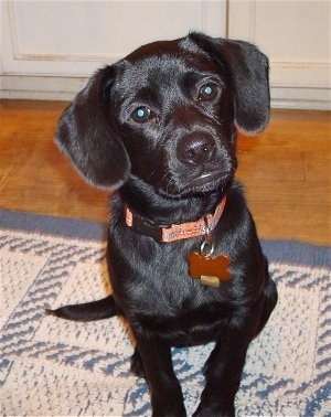 Close up - A black Boston Spaniel is sitting on a rug with its head slightly tilted to the left.