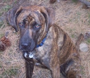 Chopper the Boxador sitting outside with pine cones, a rock and a stick around him and looking up at its owner