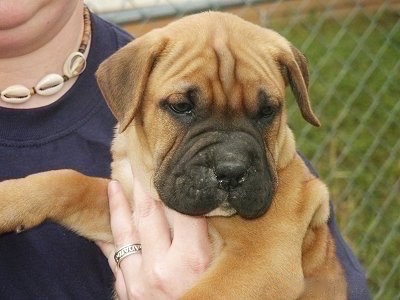 Close up upper body shot - A wrinkly tan and black Boxer/Shar Pei mix puppy is being held up in the arms of a lady who is wearing a blue shirt and a shell necklace. There is a chain link fence behind it.