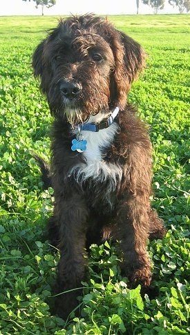 Gustav the Boxerdoodle sitting in a lush clover field
