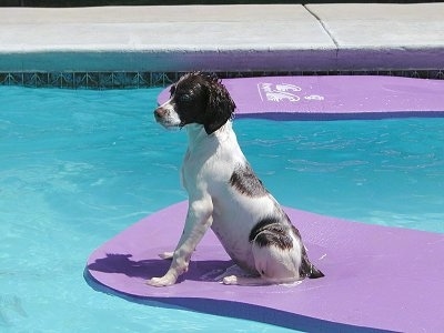 Samantha the Brittany Spaniel puppy on a all wet sitting on top of a purple floaty in the pool