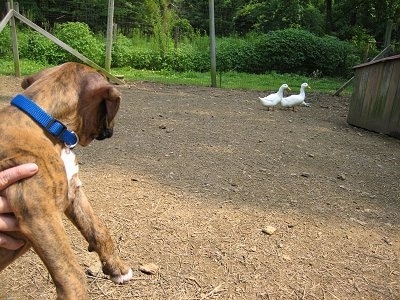 A person holding Bruno the Boxer puppy as he looks over at Mork and Mindy the white ducks