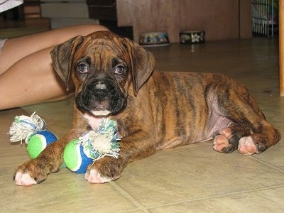 how much should a boxer puppy eat a day