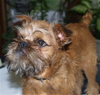 A wiry brown with black Belgian Griffon is standing on a table. There are plants behind it. The dog looks like it has a frown on its face.