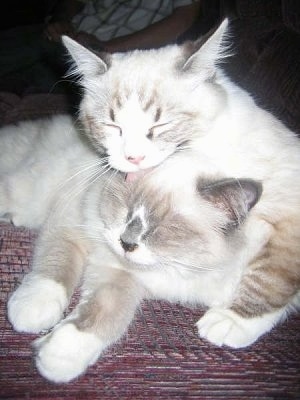 Jules the blue point mitted Ragdoll Cat is licking Tobi the mitted Ragdoll Cat on a couch