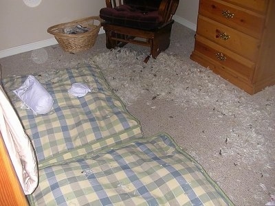 There are two pillows on a floor in front of a bed. There are feathers all over in front of a wooden chair next to a dresser