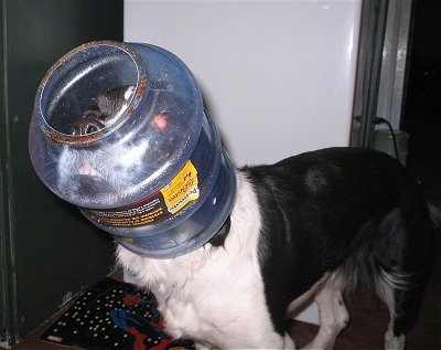Nikki the Springer Spaniel mix with a dog food container stuck on his head and looking up