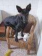 Belgian Malinois caught in the act of chewing toilet paper and a wicker chair!