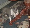 Staffie Puppy Chewing on the Coffee Table!