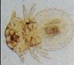 Close Up of dog lice