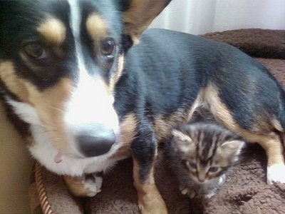 Close Up - Heidi the Cardigan Welsh Corgi is laying on a dog bed with a tiger kitten in front of it