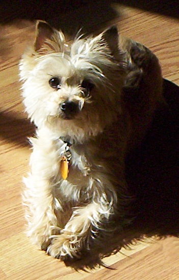 Close Up - Miss Nelly the Carkie laying on a hardwood floor