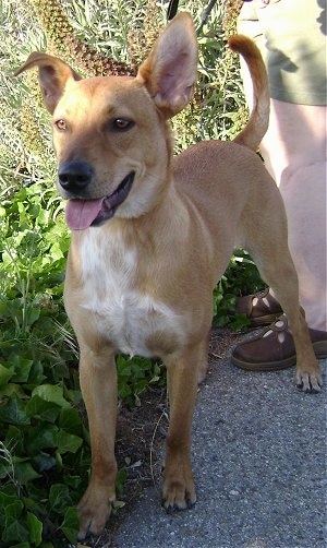 Simon the Carolina Dingo is standing next to a garden, and also in front of a person