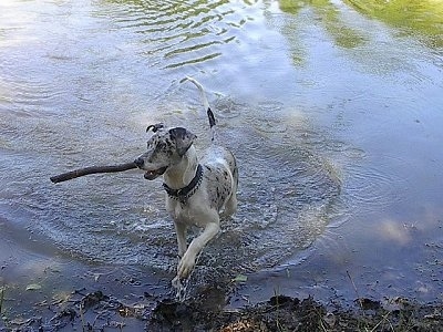 Blue the Catahoula Leopard Dog is coming out of a body of water with a stick
