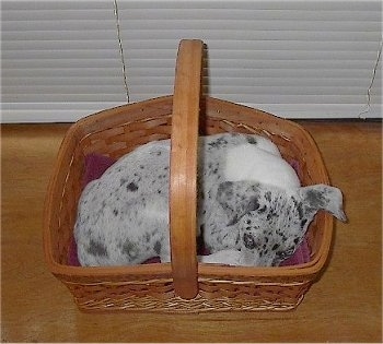 Blue the Catahoula Leopard Dog as a Puppy is laying in a wicker basket in front of a window that has white blindes