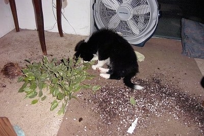 Katie the Border Collie sitting in a living room in the dirt from a knocked over Plant in front of a fan