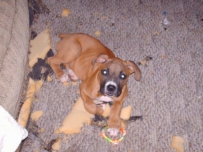 A Boxer puppy is laying in front of a couch and looking up at the camera holder with a dog toy under its paw It is surrounded by foam chewed pieces