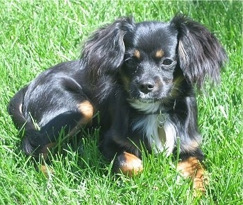 pomeranian cavalier king charles spaniel mix