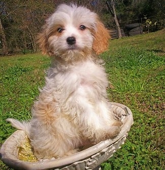 Cavaton Puppy is sitting outside in an empty bird bath