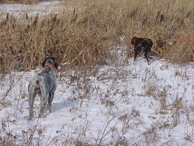 Baron od Kostilku and Bruiser The Cesky Fouseks are walking into tall brown grass, across a snowy field
