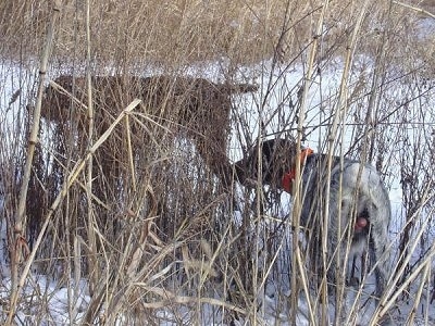Baron od Kostilku and Bruiser the Cesky Fouseks are walking through tall brown grass. The ground is covered in snow