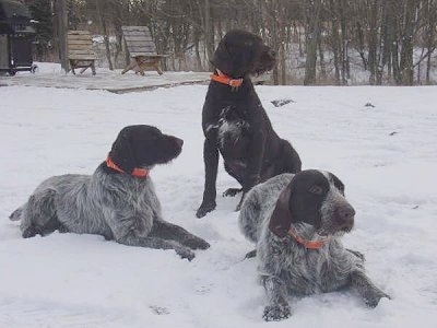 Baron od Kostilku(center), Bruiser(right) and Meril z Holzku(left) are laying and sitting in a snowy yard and looking to the right. There is a wooden deck with two chairs and a grill on it behind them