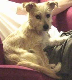 Foster the Chi Apso sitting next to a person on a red chair and his paw is in the persons lap