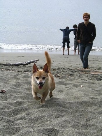 Brady the Chigi running down the sandy beach and a lady is walking behind him with the ocean and people beachside in the background