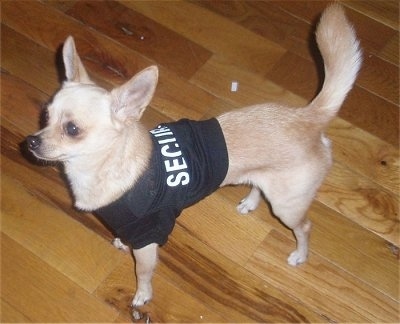 Oliver the Chigi standing on a hardwood floor and wearing a shirt that says 'SECURITY'