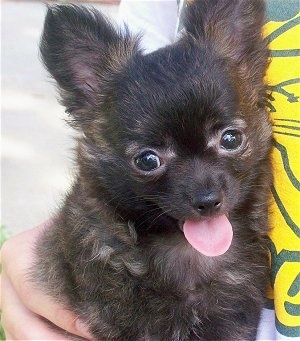 9 week chihuahua puppy