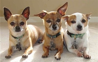 Taco, Willie and Wolfie the Chihuahuas are laying in a row on a tan carpet.