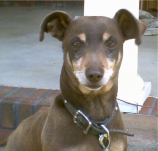 Close Up - Bernie a graying brown and tan Chiweenie is sitting on a brick porch with a white pillar