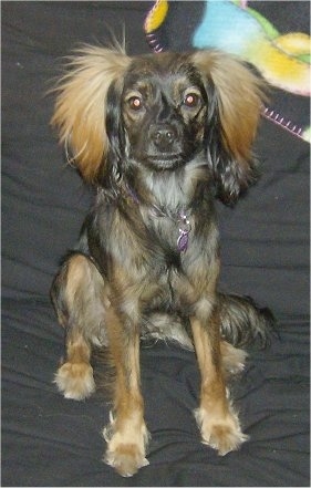 Nestle the black with tan Chiweenie is sitting on a black bed and there is a blanket behind her. Her coat is medium length with longer hair on her ears.