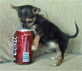 A Chorkie puppy is standing on a couch and looking into the top of a Cola can that he was sitting next to. The puppy is almost the same size as the can