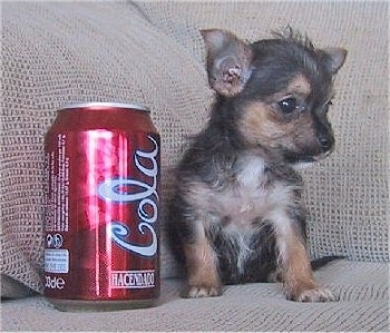 A tiny black, tan and white Chorkie puppy is sitting on a couch next to a can of Cola that is almost as big as the puppy