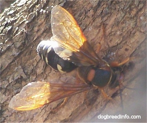 Close Up - Cicada Killer Wasp on a tree