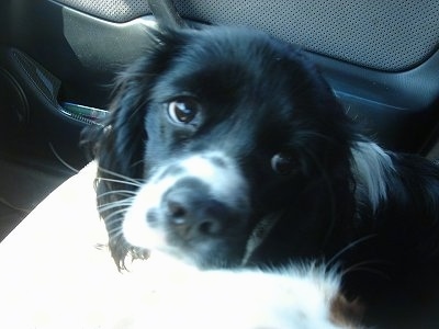 Close Up - Mia the black and white Cockalier is laying on the passenger side of a car