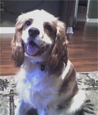 Ammo the Cockalier is sitting on a gray and white patterned rug that is on top of a hardwood floor. His mouth is open and his tongue is out