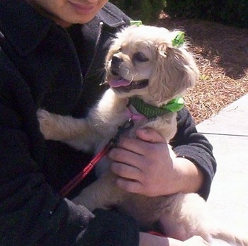 A cream Cockinese puppy is being held by a person. She has a green collar and green ribbons pinned on top of her ears and her mouth is open and her tongue is out