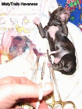 A newly born puppy is laying on its back on a towel. There are two hemostats attached to an umbilical cord and a person is attempting to cut the cord.