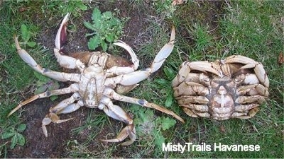 The underside of two Red Rock Crabs that are placed upside down in grass.